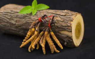 ?蟲草花 vs 冬蟲夏草：本質(zhì)區(qū)別全解析（2024最新版）?