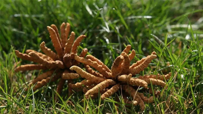 回收<a href=http://www.jasw8.com/jiage/ target=_blank class=infotextkey>冬蟲夏草多少錢</a>