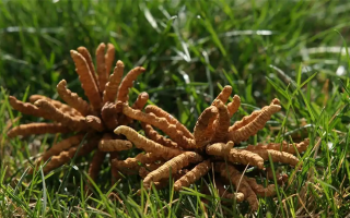 回收冬蟲夏草多少錢