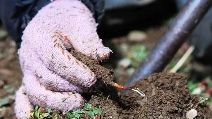 冬蟲(chóng)夏草什么季節(jié)采挖