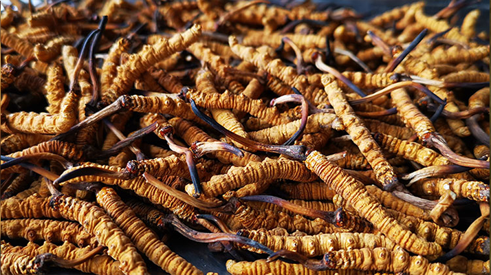 冬蟲夏草要多久才會(huì)形成