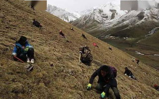 野生冬蟲(chóng)夏草一斤多少錢(qián)？