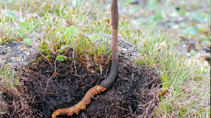 新鮮冬蟲(chóng)夏草辨別指南：四招識(shí)破真?zhèn)蝺?yōu)劣