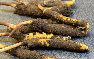 冬蟲夏草鮮草怎么吃？科學(xué)用量指南