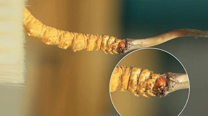 哪里能買到新鮮的冬蟲夏草？這幾個渠道要知道