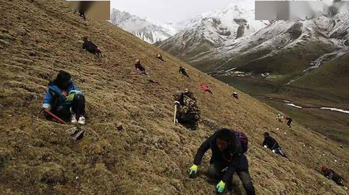 那曲冬蟲夏草鮮草季節(jié):自然的饋贈