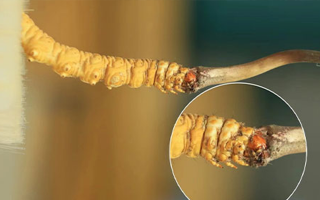 哪里能買到新鮮的冬蟲夏草？這幾個渠道要知道