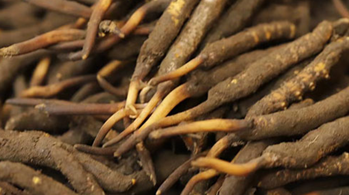 冬蟲夏草保存方法是什么