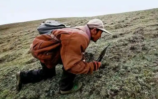 西藏冬蟲夏草最大產(chǎn)地：那曲，自然饋贈(zèng)的珍寶之地