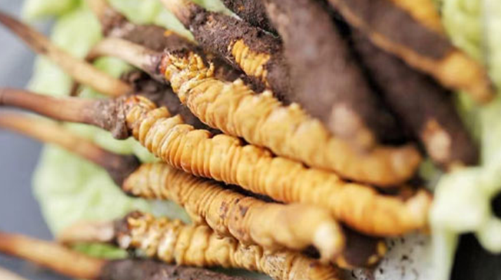 冬蟲夏草鮮草的多樣吃法指南