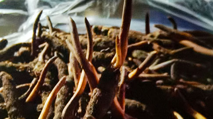 吃鮮的冬蟲夏草會上火嗎？一文說清