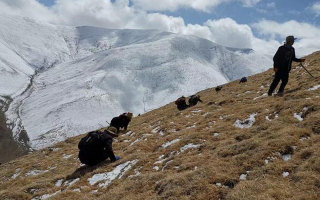 采挖新鮮冬蟲(chóng)夏草合法嗎？
