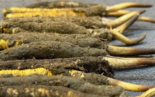 冬蟲夏草與新鮮草：一字之差，天壤之別