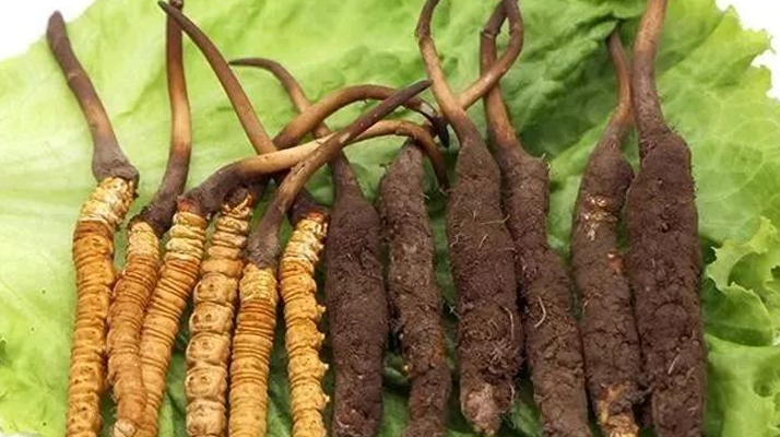 冬蟲夏草保鮮全攻略：鎖住精華的科學(xué)儲(chǔ)存指南