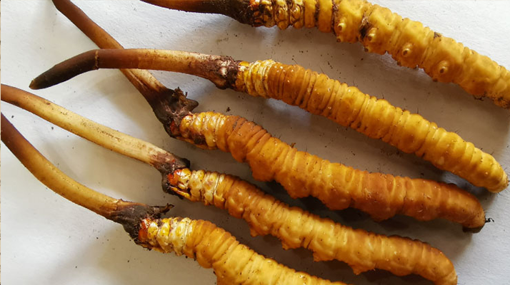 冰鮮<a href=http://www.jasw8.com/jiage/ target=_blank class=infotextkey>冬蟲夏草價格</a>探秘：價值與市場因素的深度剖析