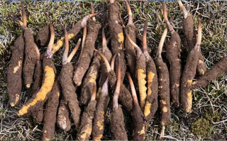 19歲能吃鮮冬蟲夏草嗎？