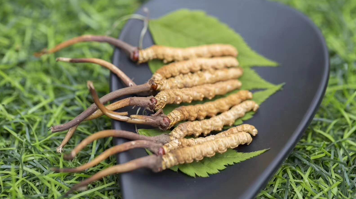 冬蟲夏草:當(dāng)“鮮”成為最好的滋補注腳