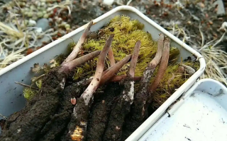 冬蟲夏草鮮草季：邂逅高原至寶，開啟健康滋養(yǎng)新體驗(yàn)