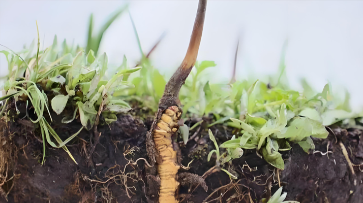 冬蟲(chóng)夏草新鮮度鑒定指南：多維度甄別優(yōu)質(zhì)鮮草