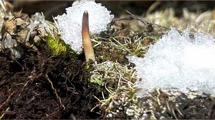 不要錯(cuò)過新鮮冬蟲夏草