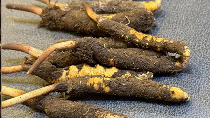 辨別新鮮冬蟲夏草:守護滋補真品