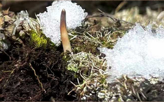 不要錯(cuò)過新鮮冬蟲夏草