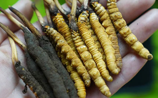 冬蟲夏草泡酒：鮮草入酒，鎖住精華的養(yǎng)生之道