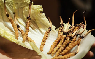 冬蟲夏草：干草與鮮草的終極對比，哪種更適合你？