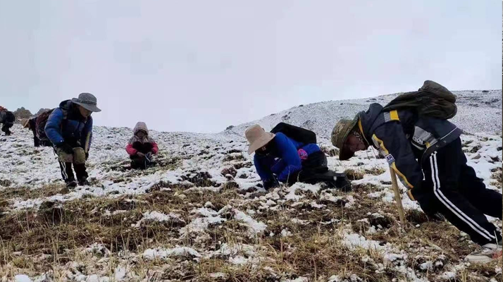 冬蟲夏草鮮草采挖:一場與高原的生命對話