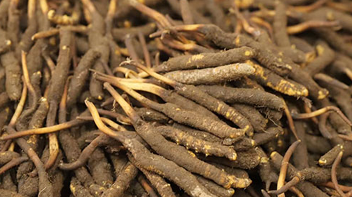 冬蟲夏草鮮草的優(yōu)勢：自然饋贈的鮮活生命力