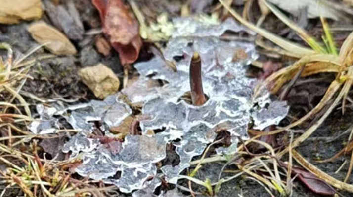 冰凍新鮮冬蟲(chóng)夏草:科技與傳統(tǒng)的交融守護(hù)