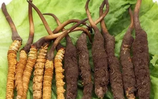 到哪里買新鮮的冬蟲夏草？三步辨真?zhèn)?，四大渠道安心?> </div>
            <div   id=