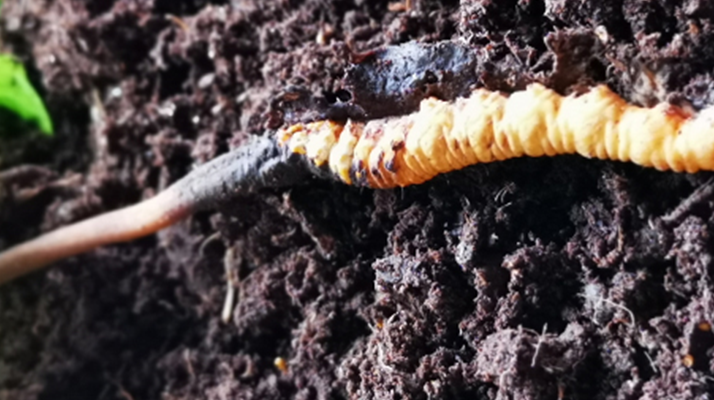 <a href=http://www.jasw8.com/xinxian/ target=_blank class=infotextkey>新<a href=http://www.jasw8.com/xinxian/ target=_blank class=infotextkey>鮮冬蟲夏草價(jià)格</a></a>解析