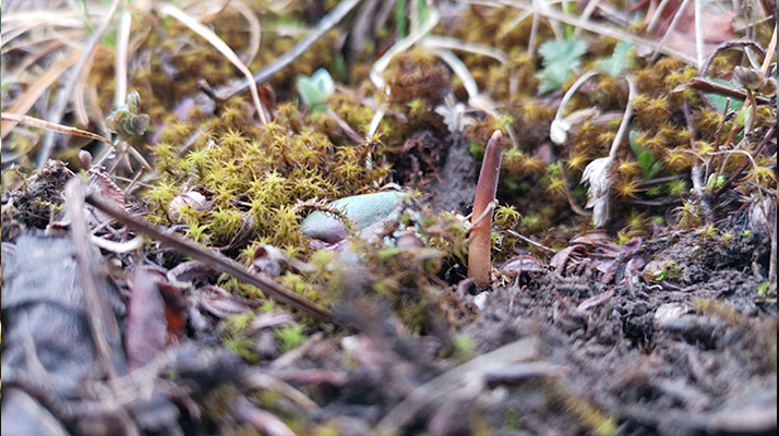 鮮冬蟲夏草辨別全攻略：識破真假，挑選優(yōu)質(zhì)好蟲草? ? ? ?