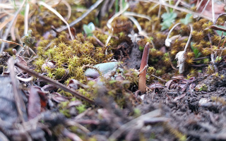 鮮冬蟲夏草辨別全攻略：識(shí)破真假，挑選優(yōu)質(zhì)好蟲草? ? ? ?