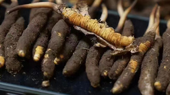 探尋新鮮冬蟲夏草的采挖黃金期:自然節(jié)律中的珍貴饋贈(zèng)