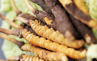 新鮮冬蟲(chóng)夏草打包發(fā)貨全流程詳解：確保品質(zhì)與時(shí)效的關(guān)鍵