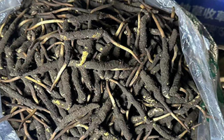 冬蟲(chóng)夏草可以吃鮮的嗎？一文為你揭秘