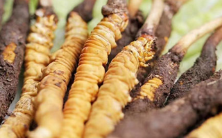 冬蟲夏草：曬干食用還是鮮食更優(yōu)？