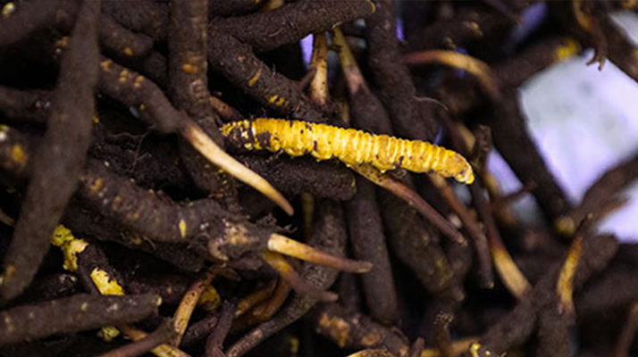 干鮮草<a href=http://www.jasw8.com/jiage/ target=_blank class=infotextkey>冬蟲夏草價格</a>揭秘