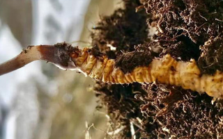 冬蟲夏草的多樣吃法，解鎖滋補新體驗