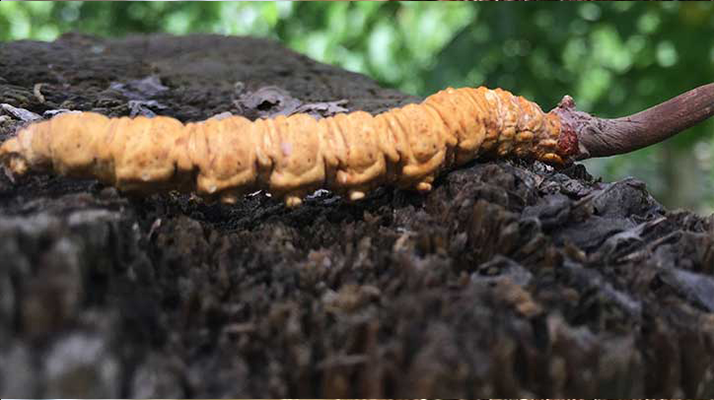 正宗野生<a href=http://www.jasw8.com/jiage/ target=_blank class=infotextkey>蟲草多少錢</a>一斤