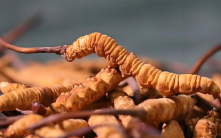 2025 年冬蟲(chóng)夏草最新價(jià)格表及影響因素分析?