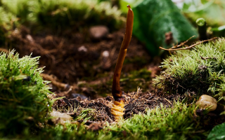 鮮香滋補！鮮冬蟲夏草燉雞湯的美味做法