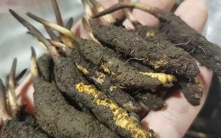 鮮冬蟲(chóng)夏草急凍能放多久？科學(xué)保存全解析