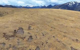 藏北“蟲草人”：與自然共呼吸的采挖者