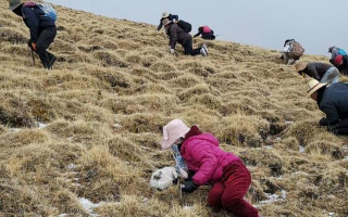 揭秘冬蟲夏草的黃金采摘季：時間、地域與品質的微妙關系? ? ? ?