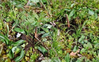 鮮冬蟲夏草的神奇功效：大自然的養(yǎng)生饋贈(zèng)? ? ? ?