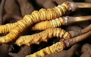 鮮冬蟲夏草怎么吃味道好？解鎖舌尖上的滋補盛宴