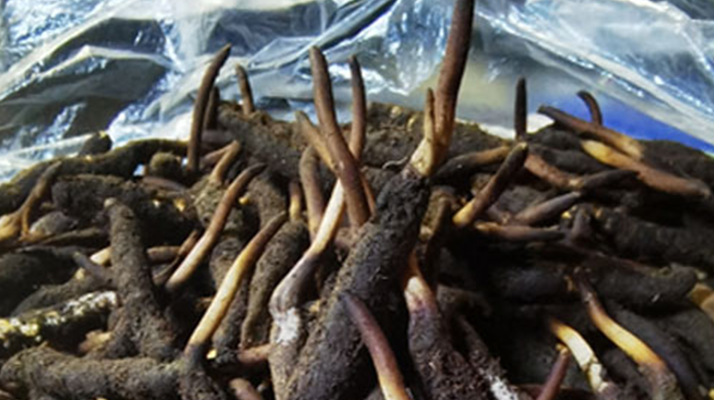 1 克<a href=http://www.jasw8.com/xinxian/ target=_blank class=infotextkey>新<a href=http://www.jasw8.com/xinxian/ target=_blank class=infotextkey>鮮冬蟲夏草</a></a>的價格揭秘